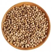 Koriander (Coriander) ganz